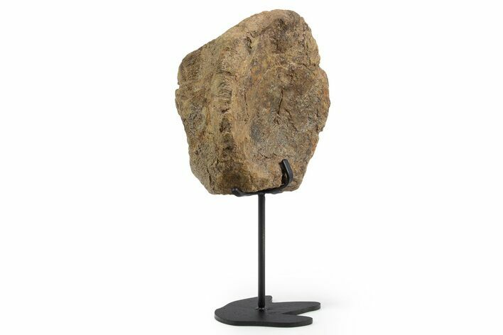 Fossil Hadrosaur Vertebra Centrum w/ Metal Stand - South Dakota #339918